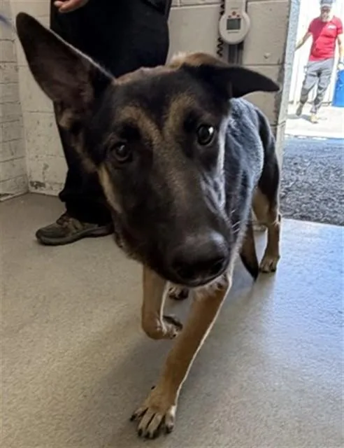 A young large-sized female German Shepherd Dog dog named Star for adoption in San Bernardino, CA