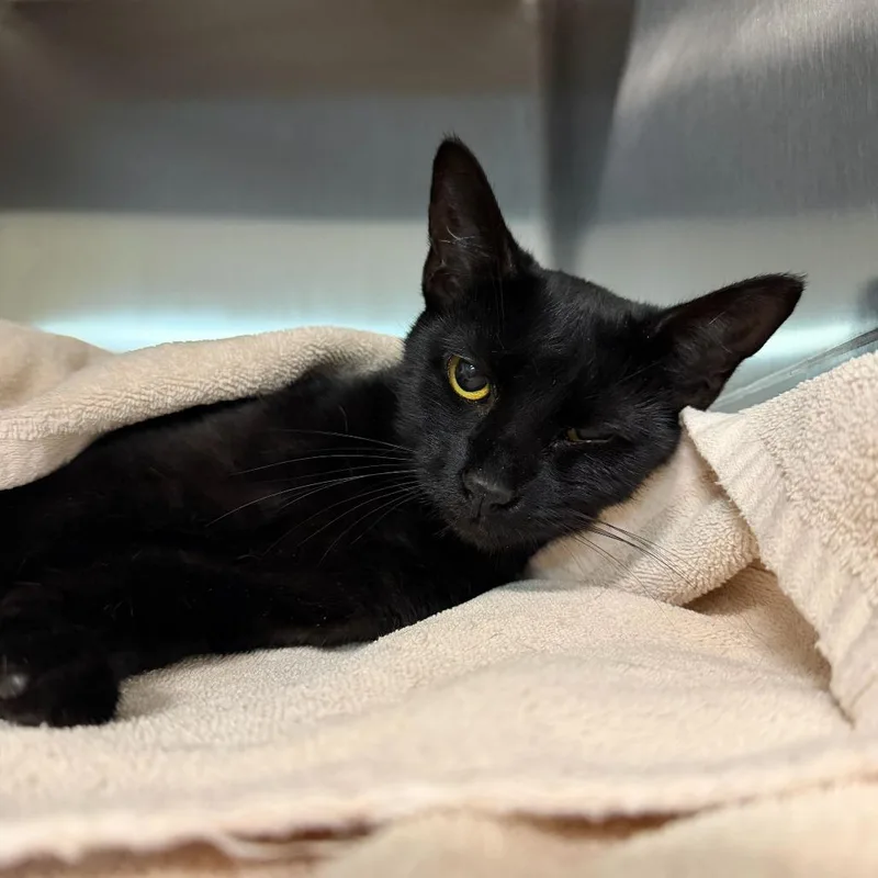 An adult medium-sized female Black Domestic Short Hair cat named Plutonium for adoption in Enfield, NH