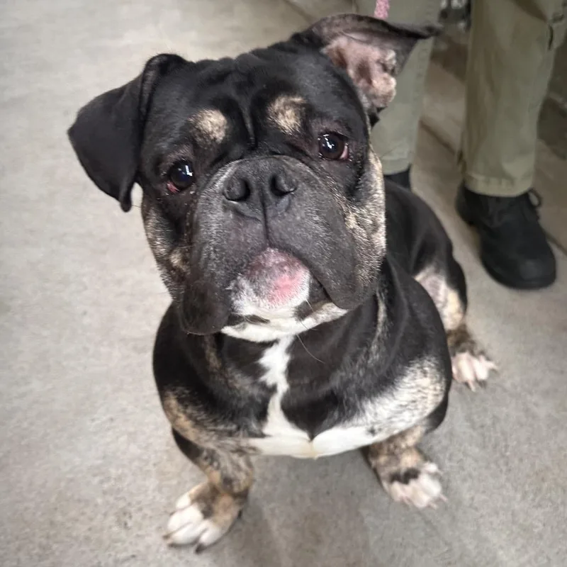 A young medium-sized male Black Mixed Breed dog named Alfalfa for adoption in Allentown, PA