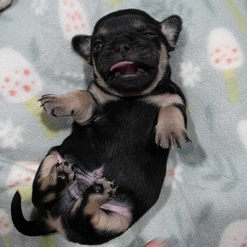 A baby small-sized male Brown / Chocolate Pug dog named Beau for adoption in Riverside, CA