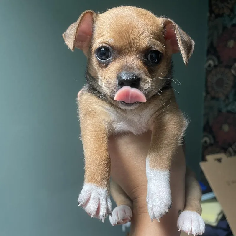 A baby small-sized female Chihuahua dog named Hadley for adoption in Los Angeles, CA