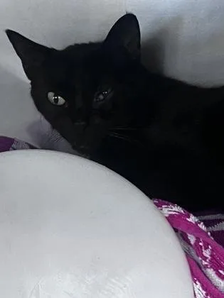 A young small-sized female Domestic Short Hair cat named Jetta for adoption in Daytona Beach, FL