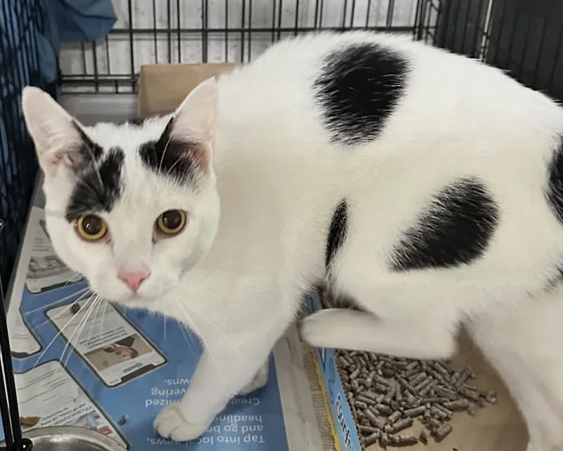 A young medium-sized male White Domestic Short Hair cat named Kirby for adoption in North Haven, CT