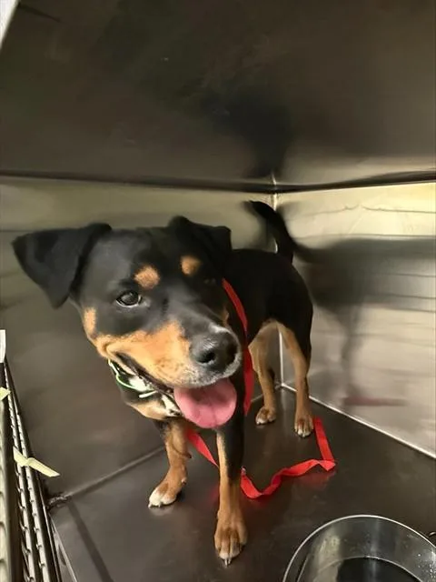 A young large-sized female Rottweiler dog named Penelope for adoption in Tucson, AZ