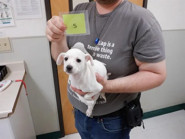 A baby small-sized male Chihuahua dog named Marlin for adoption in Oroville, CA