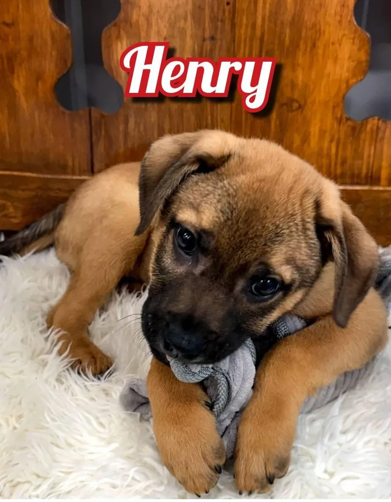 A baby medium-sized male Puggle dog named Henry for adoption in East Sparta, OH