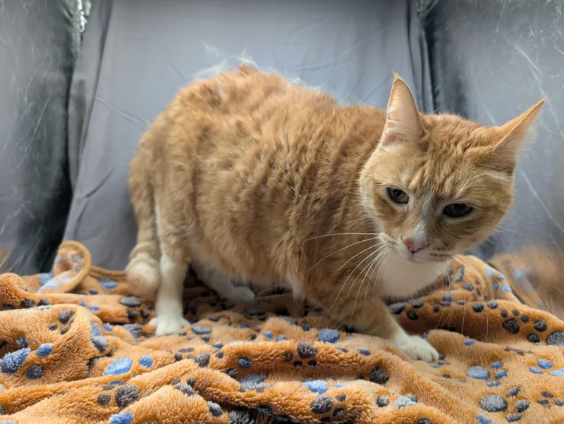 An adult extra large-sized male Domestic Short Hair cat named Ziggy for adoption in Appling, GA