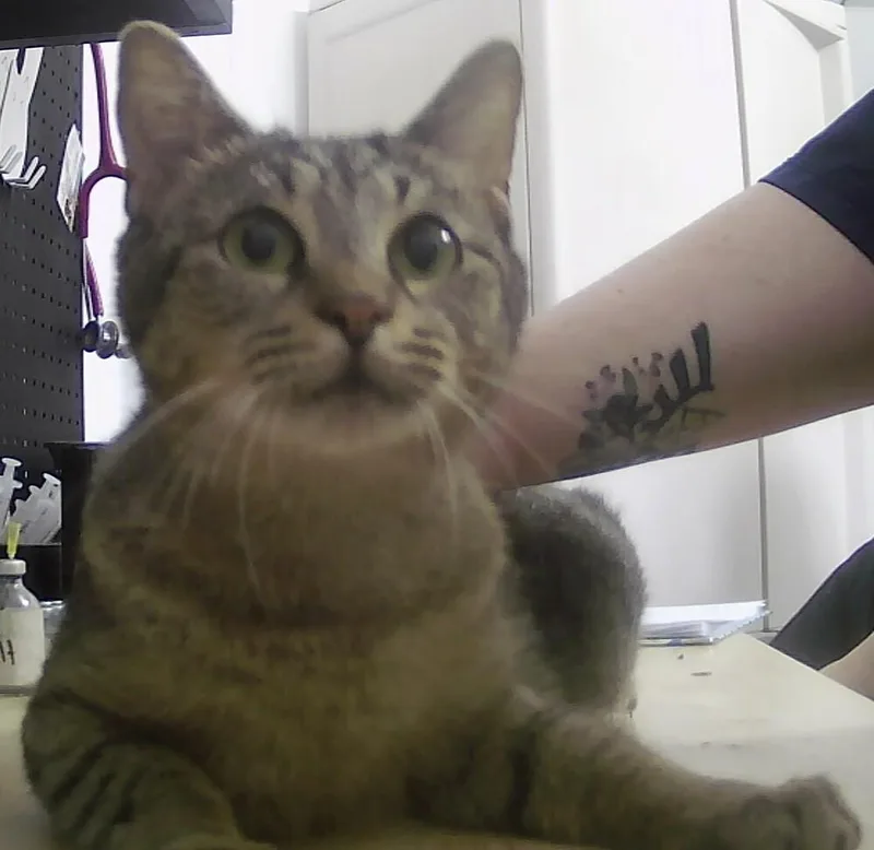 An adult medium-sized female Domestic Short Hair cat named Evangeline for adoption in Anoka, MN