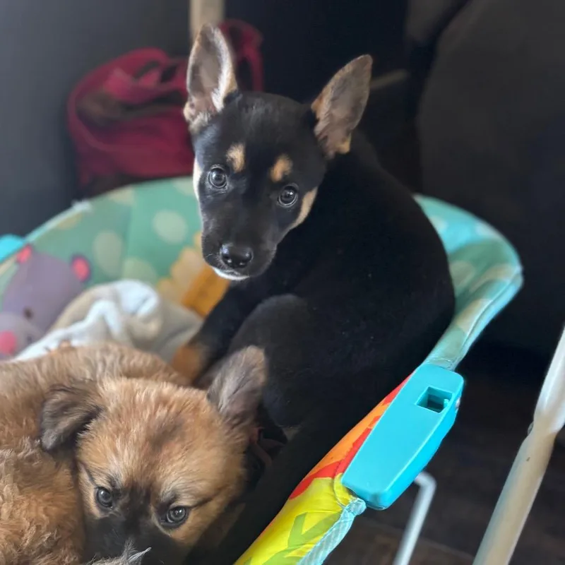 A baby small-sized female Black Mixed Breed dog named Bella Puppy for adoption in Bismarck, ND