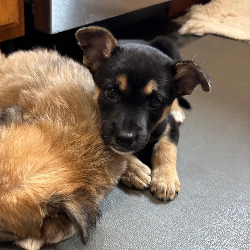 Bella Puppy thumbnail 2