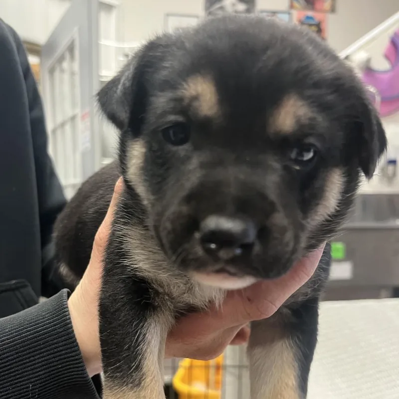 Bella Puppy thumbnail 3