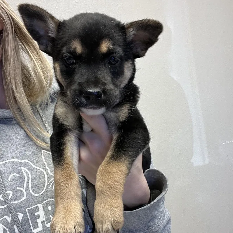 Bella Puppy thumbnail 4