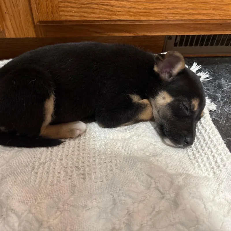 Bella Puppy thumbnail 5