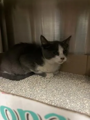 An adult medium-sized male Domestic Short Hair cat named Dust Bunny for adoption in Fallston, MD