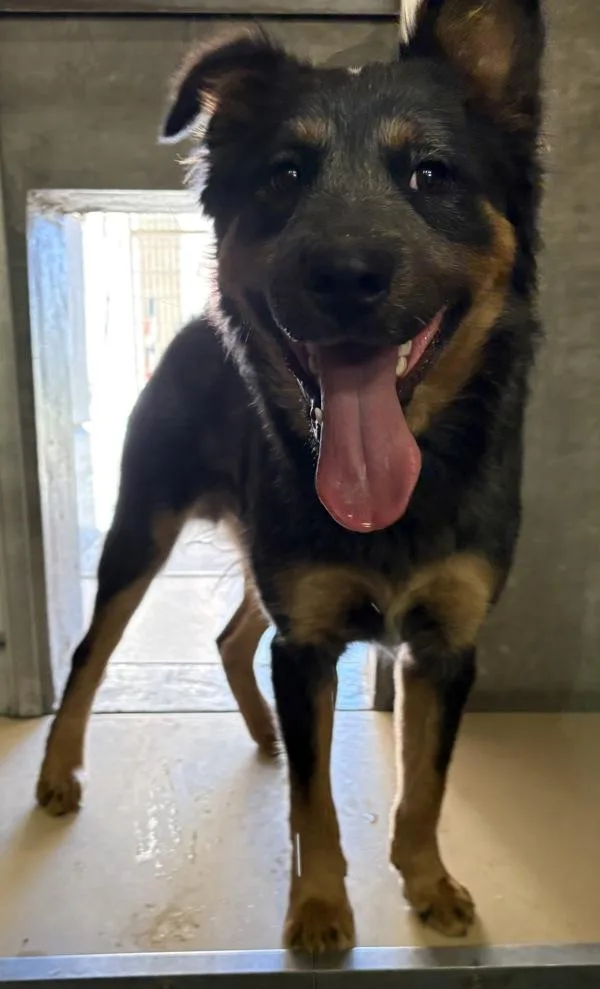 A young medium-sized male Australian Cattle Dog / Blue Heeler dog named Bandit for adoption in Rio Rancho, NM