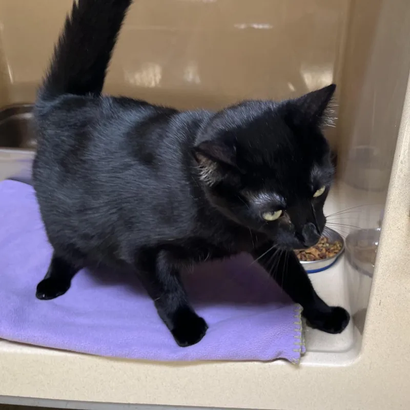 A young medium-sized male Black Bombay cat named Hall & Oats for adoption in Clarksville, VA