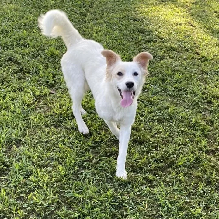A young medium-sized female Terrier dog named Lady for adoption in Pembroke, MA