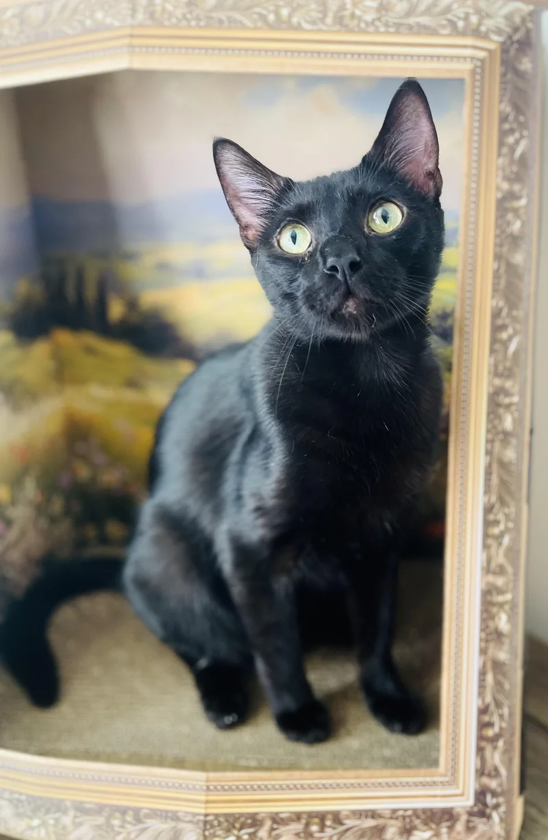 A young large-sized male Black American Shorthair cat named Bear for adoption in Fort Pierce, FL