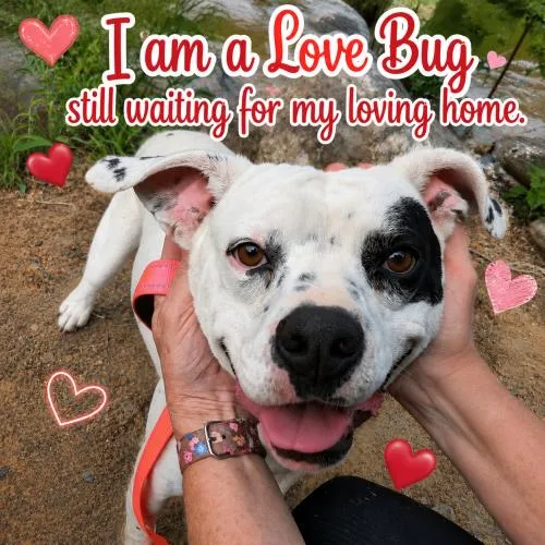 A young medium-sized male Yellow / Tan / Blond / Fawn American Bulldog dog named Willie for adoption in Leesburg, AL