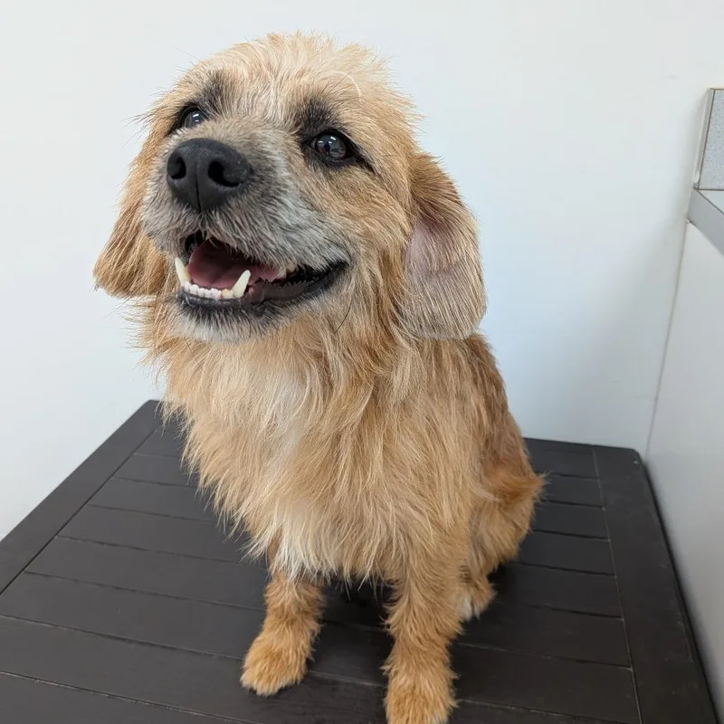 A young small-sized male Brown / Chocolate Terrier dog named Huey for adoption in Fairfax, VA