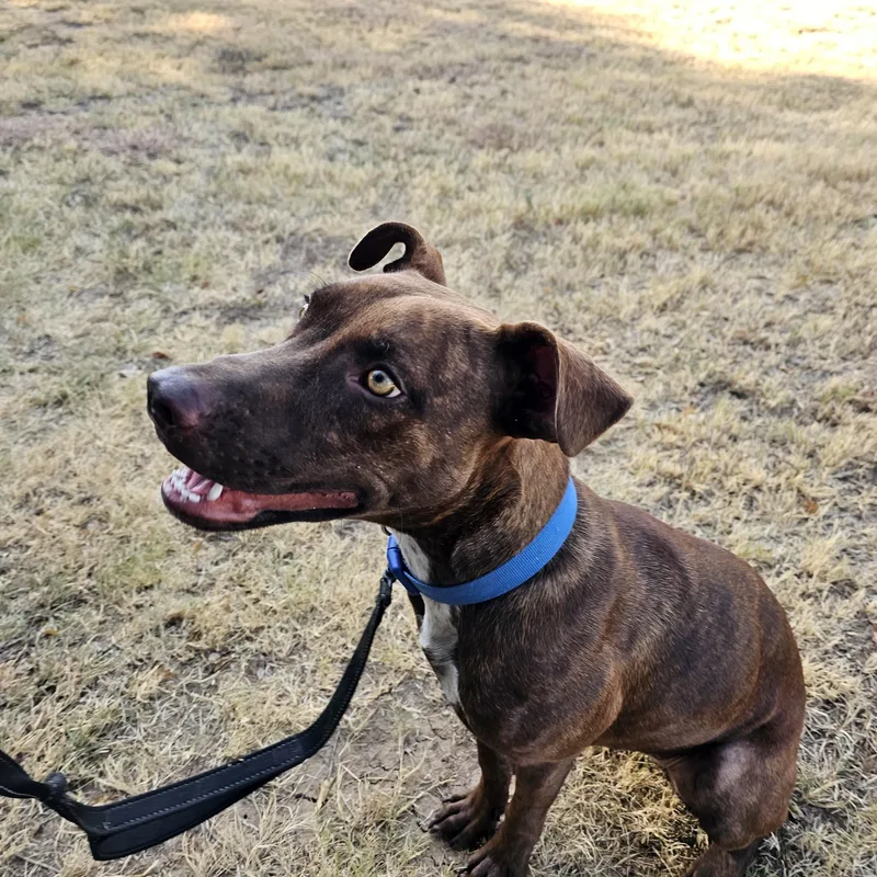 An adult medium-sized female Brindle Pit Bull Terrier dog named Hazel for adoption in Hamilton , TX