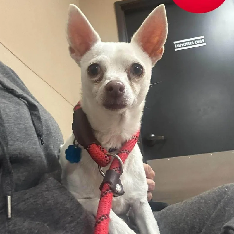 Princess Is Only  thumbnail 2