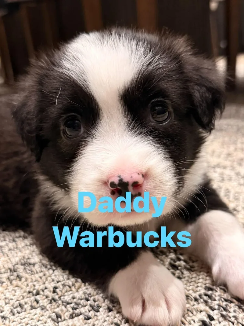 A baby small-sized male White / Cream Beagle dog named Warbucks for adoption in Mount Juliet, TN