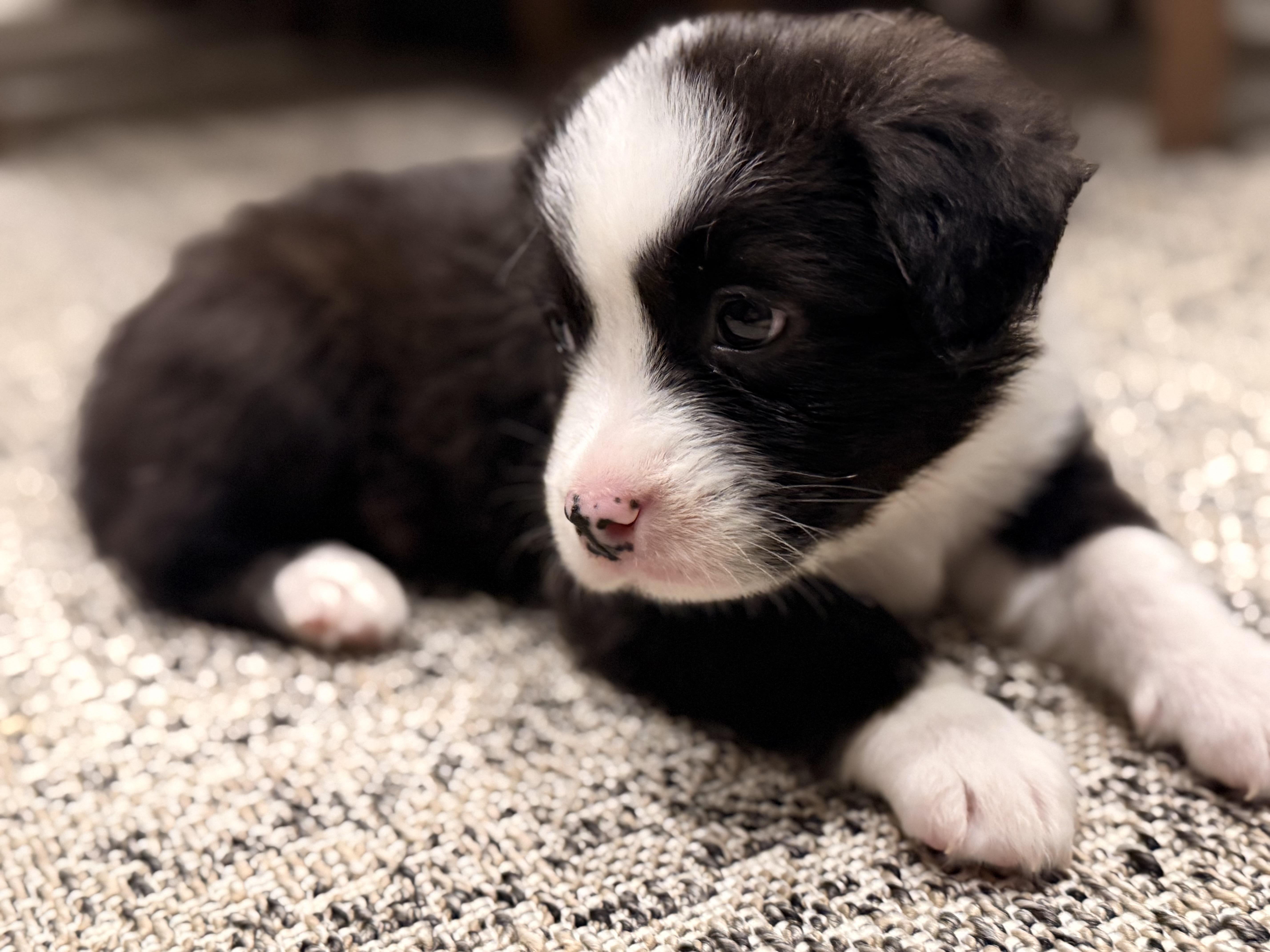 Warbucks thumbnail 3
