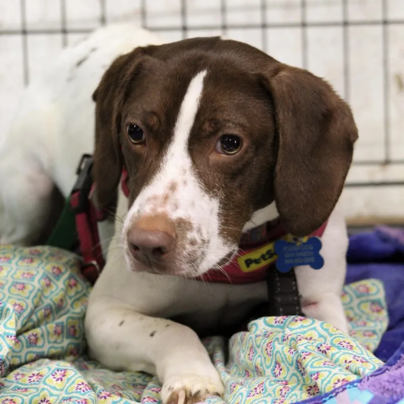A young small-sized male Brown / Chocolate Beagle dog named Niblet for adoption in Columbia, SC