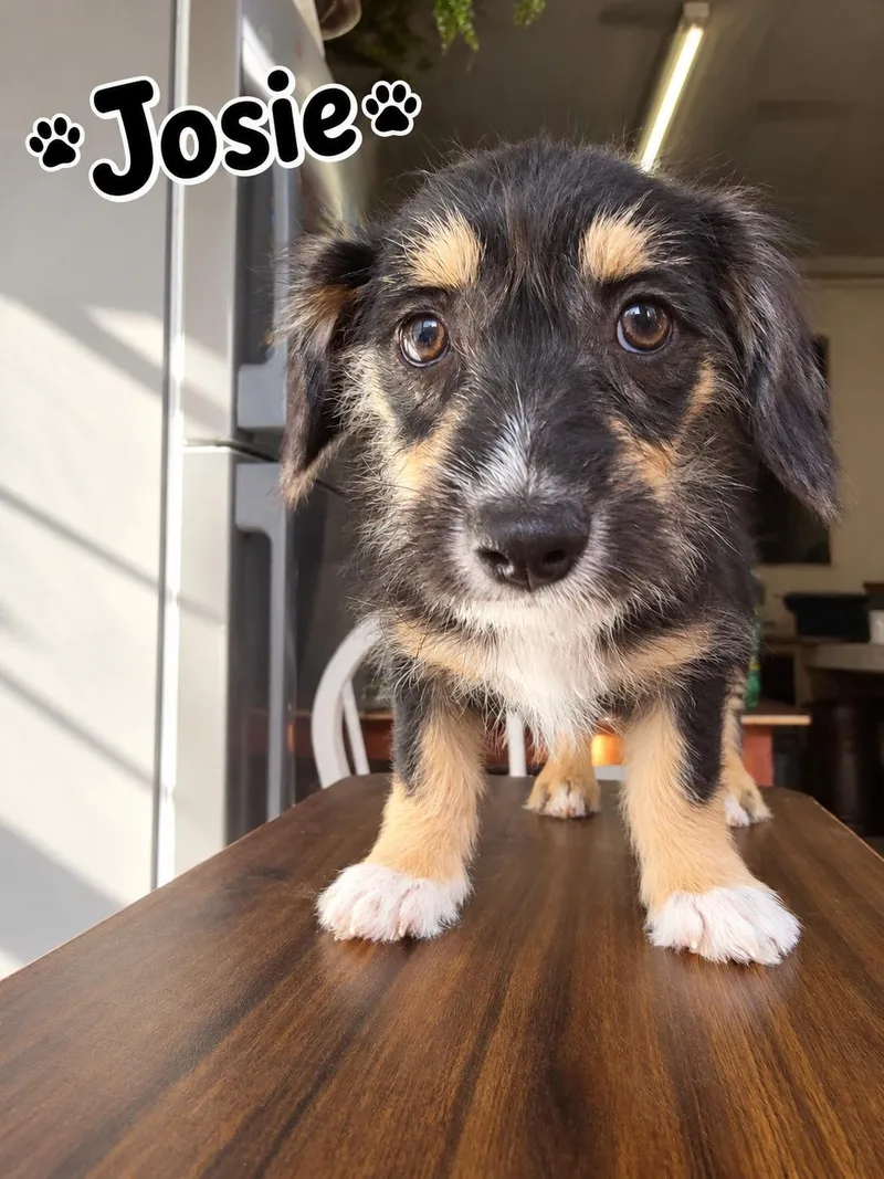 A baby small-sized female Terrier dog named Josie for adoption in Poway, CA
