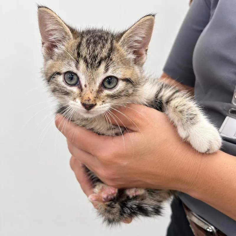 A baby small-sized male Brown / Chocolate Domestic Short Hair cat named Gigantic Thunder for adoption in Austin, TX