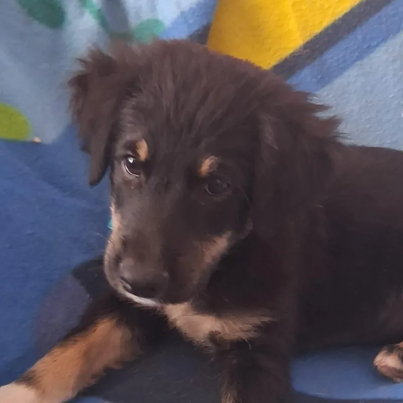 A baby medium-sized male Brown / Chocolate Australian Shepherd dog named Conan for adoption in New York, NY