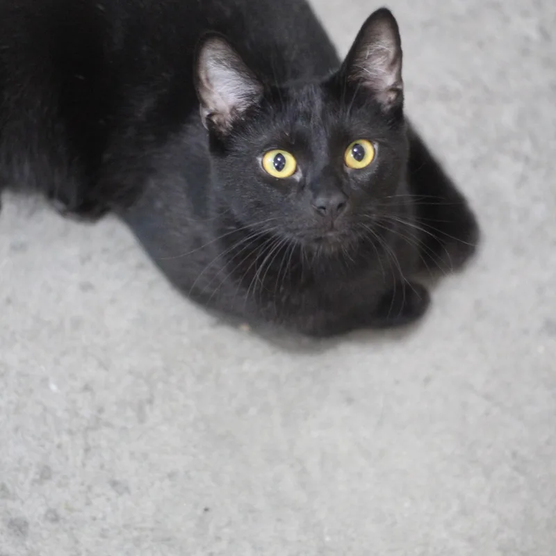 An adult medium-sized male Black Domestic Short Hair cat named Cole for adoption in Ottumwa, IA
