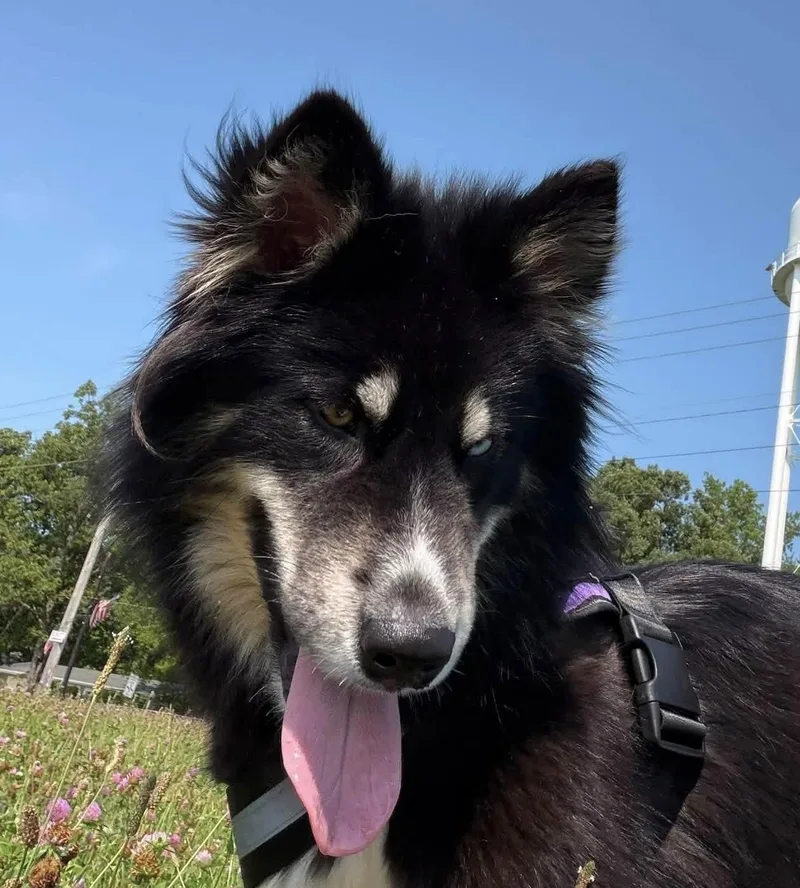 A young medium-sized female Black Alaskan Malamute dog named Nova for adoption in Ashland, OH