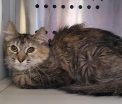 An adult large-sized female Domestic Long Hair cat named Marf for adoption in Kansas City, MO