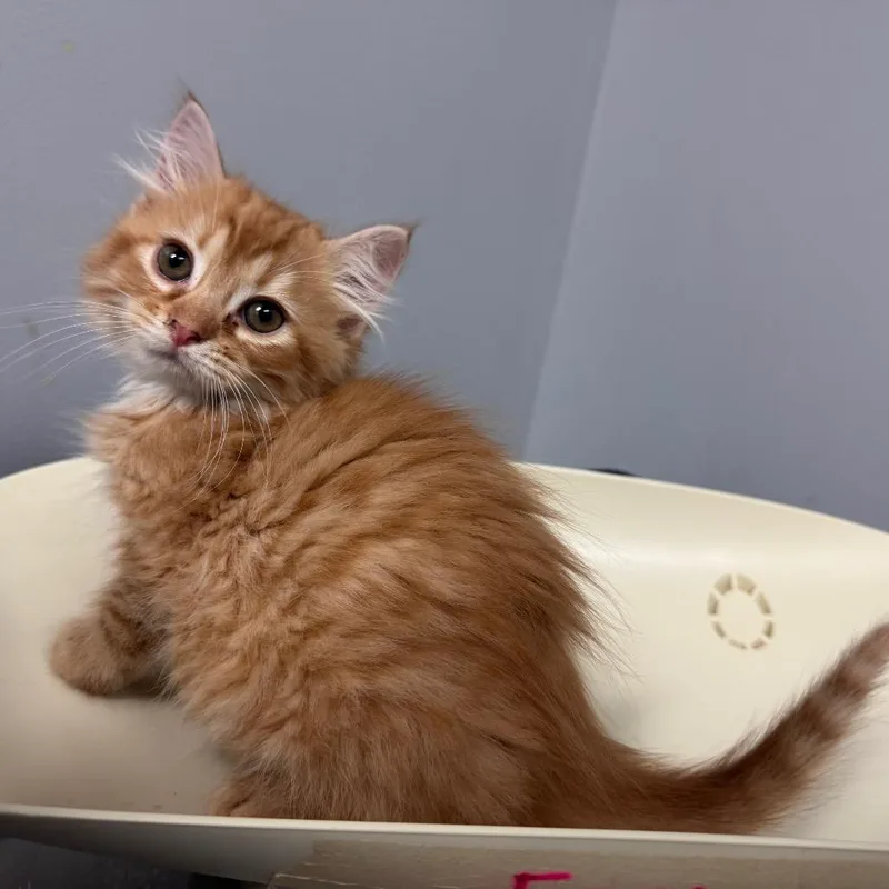 A baby small-sized female Orange / Red Domestic Short Hair cat named Sprinkler for adoption in Columbus, GA