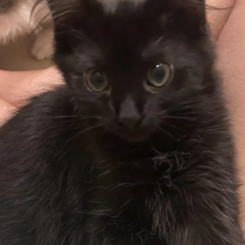 A baby medium-sized male Black Domestic Short Hair cat named Brownie for adoption in Kannapolis, NC