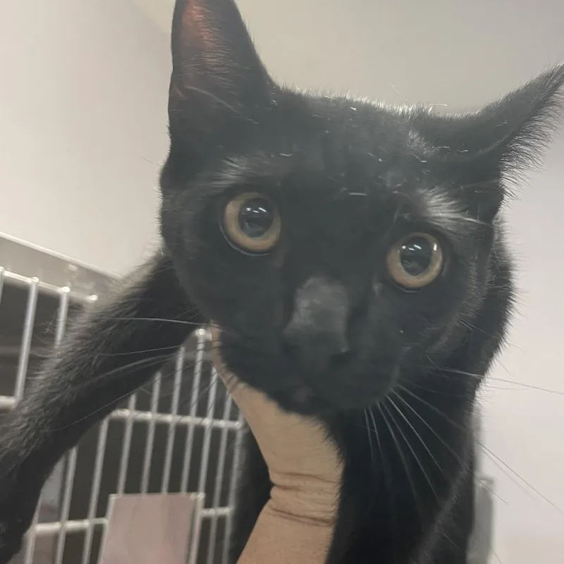 A young medium-sized female Black Domestic Short Hair cat named Jersey for adoption in Port Charlotte, FL
