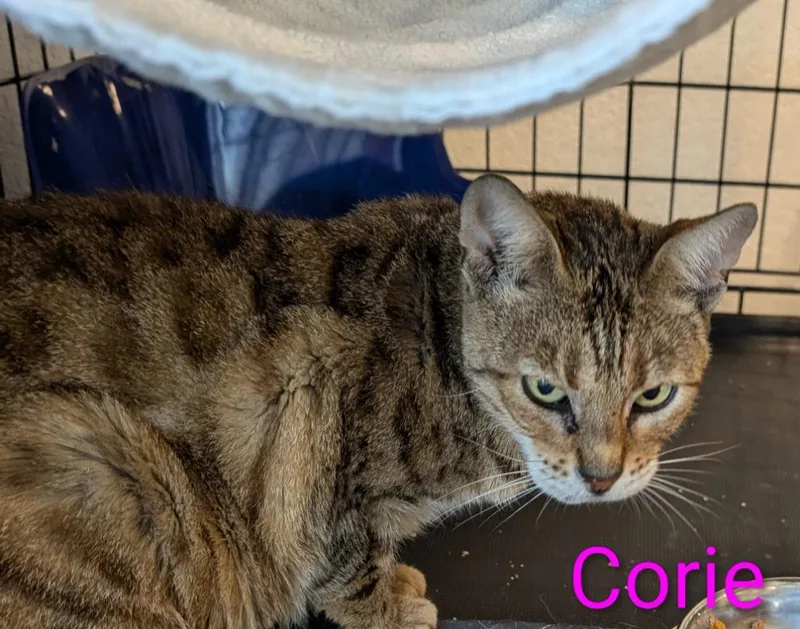 An adult medium-sized female Tabby cat named Corie for adoption in San Pedro, CA