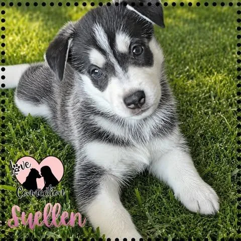 A baby medium-sized female Black Husky dog named Suellen for adoption in Gilbert, AZ