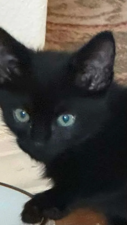 A baby small-sized male Black Domestic Short Hair cat named Darth for adoption in Vancouver, WA