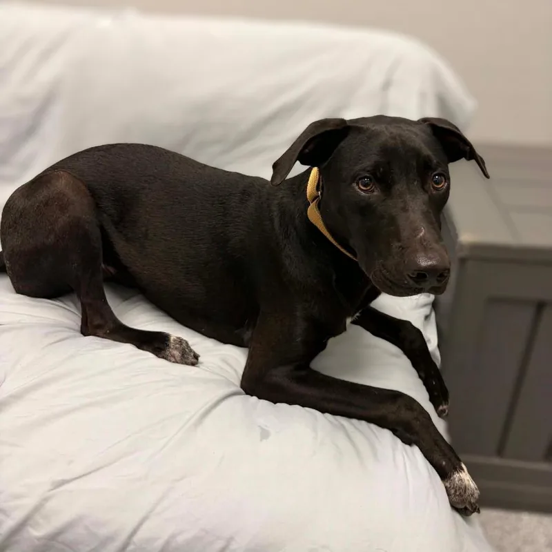 A young medium-sized male American Staffordshire Terrier dog named Brenden for adoption in Monticello, IA