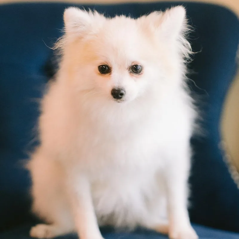 An adult small-sized female Pomeranian dog named Mindy for adoption in Zionsville, IN