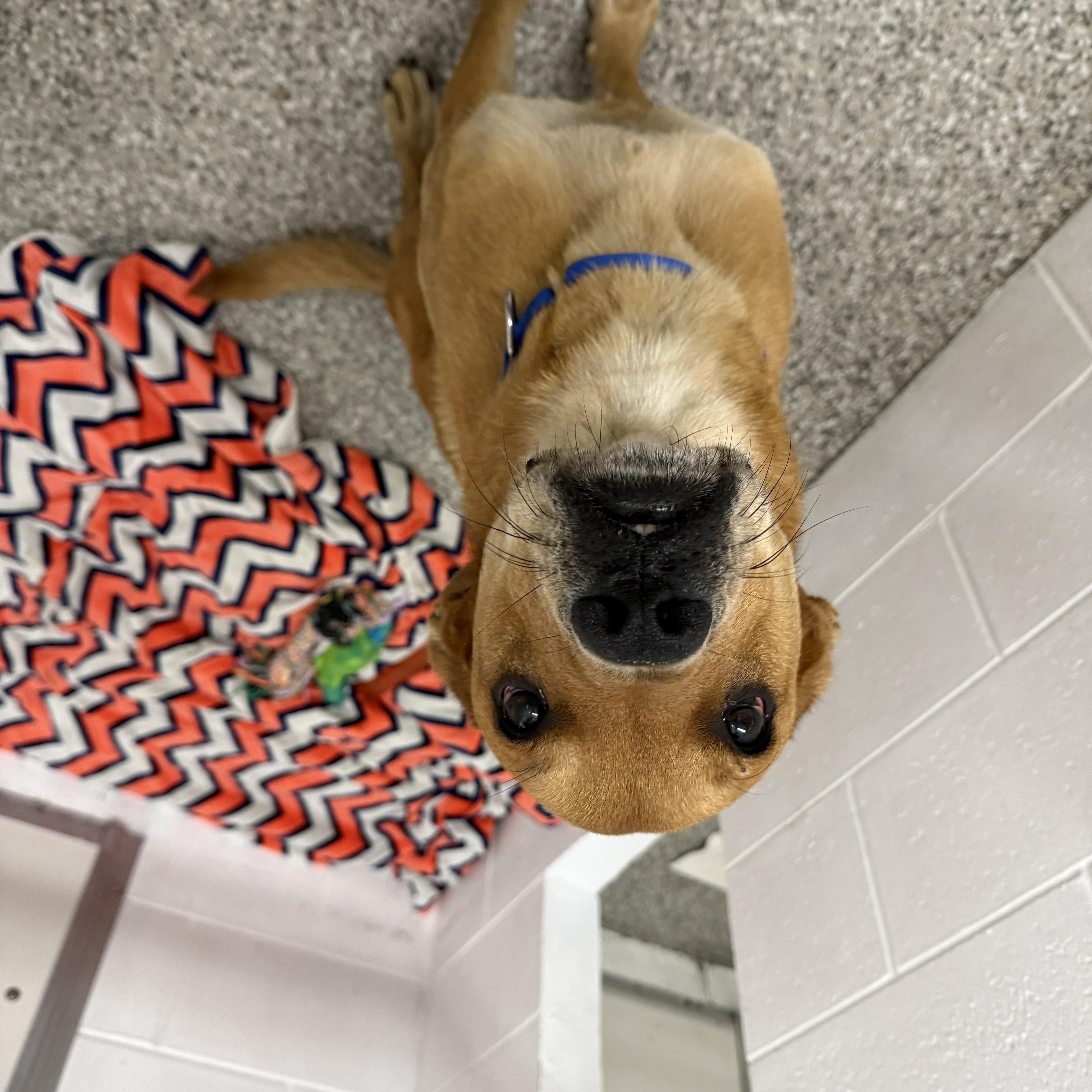 An adult large-sized male Golden Mixed Breed dog named Cash for adoption in Oconto, WI