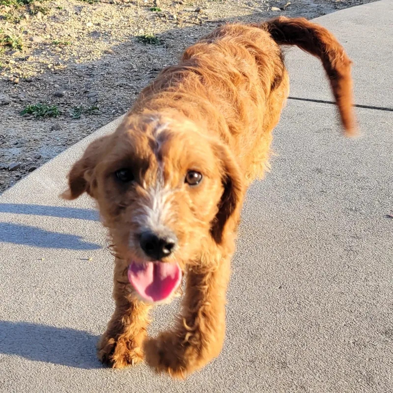 A baby medium-sized female Golden Goldendoodle dog named Taki for adoption in Albany, NY