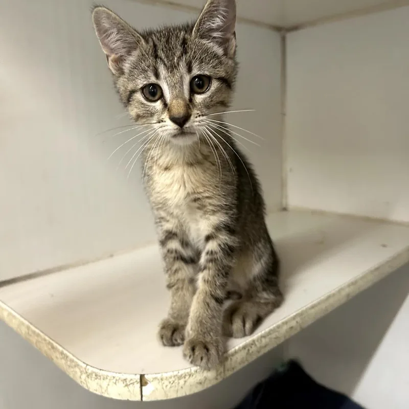 A baby small-sized male Brown / Chocolate Domestic Short Hair cat named Jotaro for adoption in Starkville, MS
