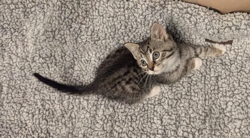 A baby small-sized male American Shorthair cat named Mossimo for adoption in Hagaman, NY