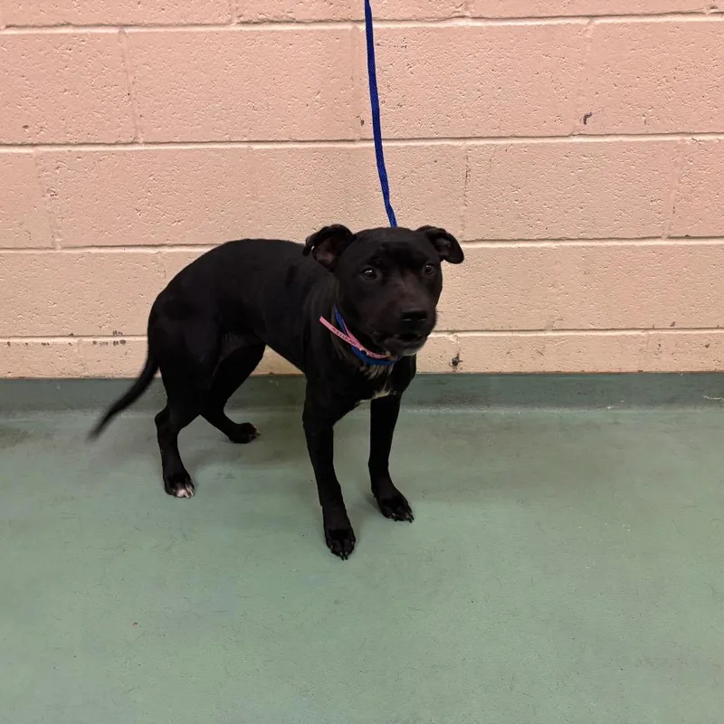 A young medium-sized female White / Cream Mixed Breed dog named Jaguar for adoption in Memphis, TN
