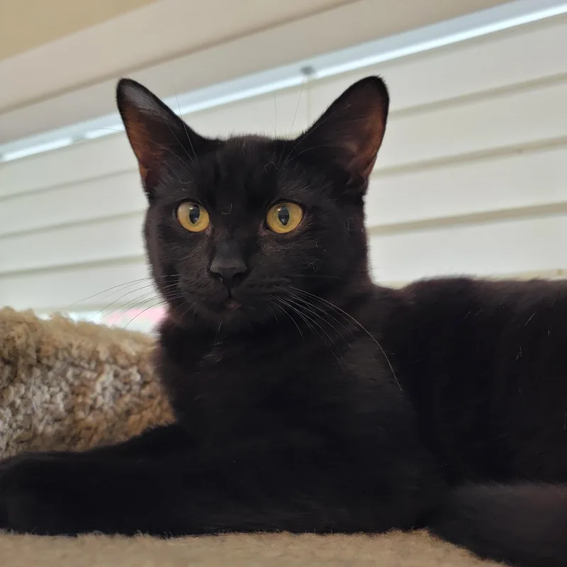 A baby medium-sized female Black Domestic Short Hair cat named Ambrosia for adoption in Springfield, OR