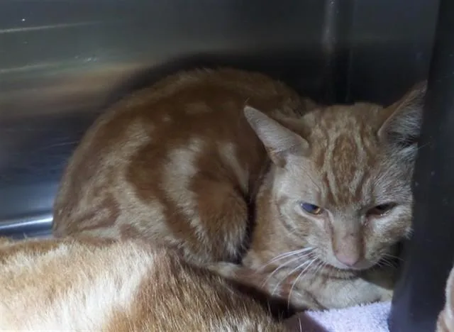 A baby small-sized male Domestic Short Hair cat named Hiccup for adoption in Augusta, GA